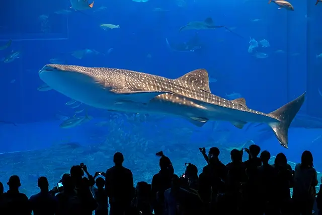 美ら海水族館